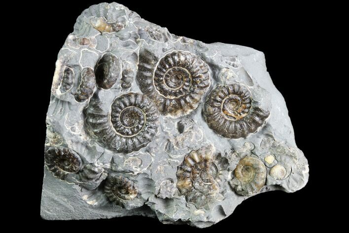 Ammonite (Promicroceras) Cluster - Somerset, England #86238